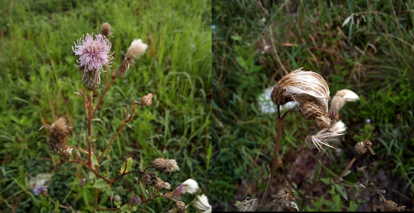 [Two photos spliced together. On the left is the bloom with its light purple string-like petals at the top and the green bulb section under it. It is the only open bloom on the many ends of the forked stems at the top. The rest of the blooms are past this stage and several are puffy white. On the right are several puffy white clumps at the top of the stems. They aer like small bristle-brooms.]